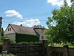 Třibřichy