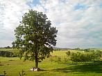 Todně