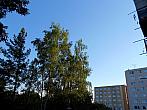 Borovina