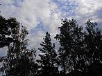 Borovina