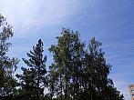 Borovina