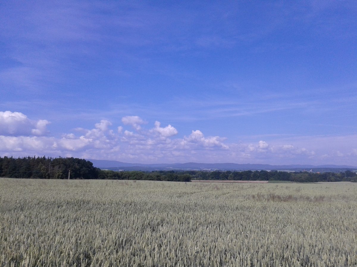 Vidov