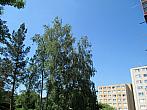 Borovina