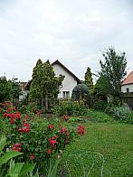 Třibřichy