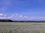 Vidov