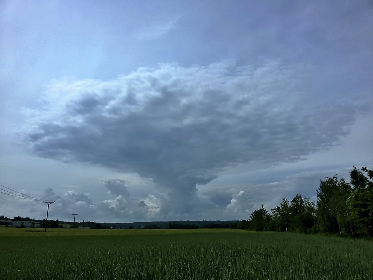 Vidov