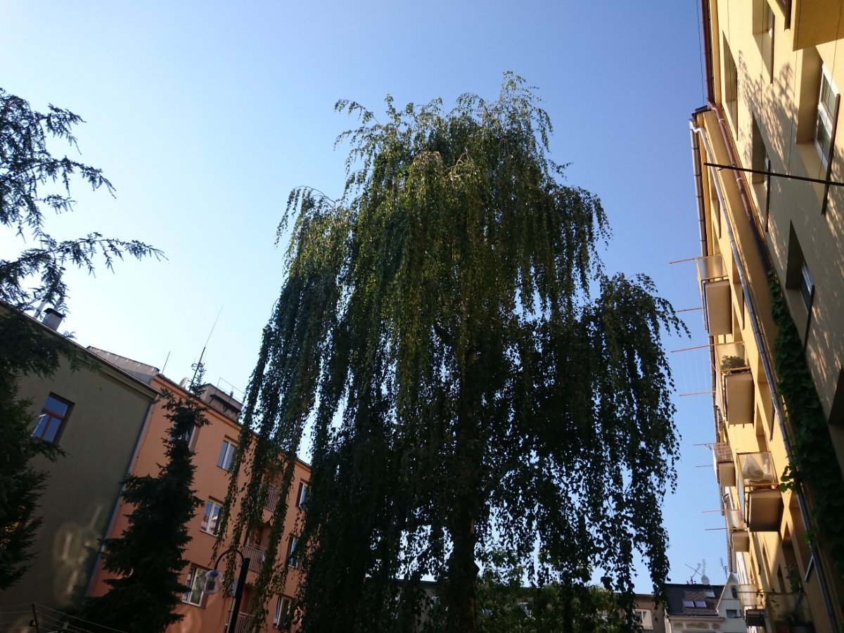 Opava