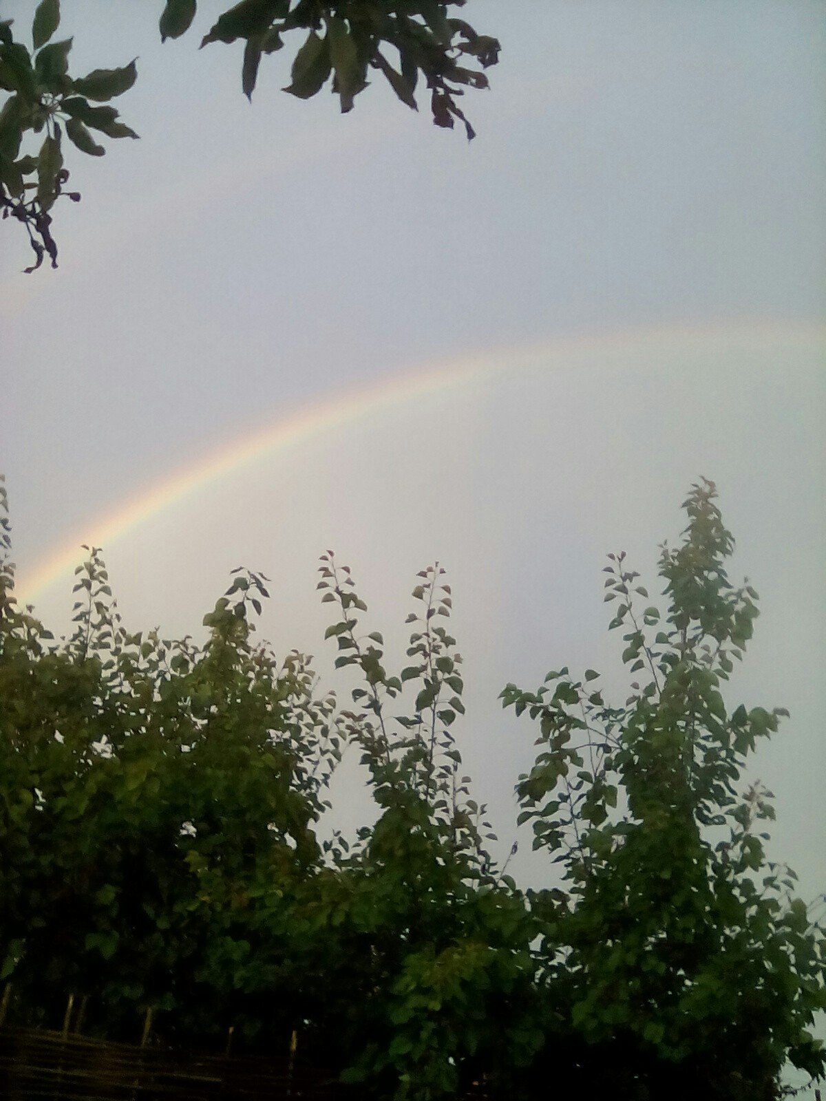 Mochov