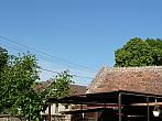 Třibřichy