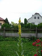 Třibřichy