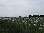 Lanškroun