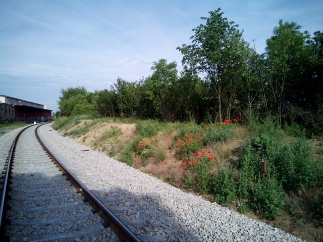 Borovina