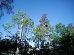 Borovina