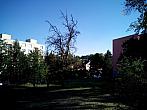 Borovina
