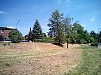Borovina