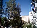 Borovina