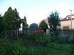 Třibřichy