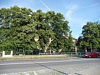 Třibřichy