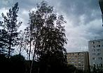 Borovina