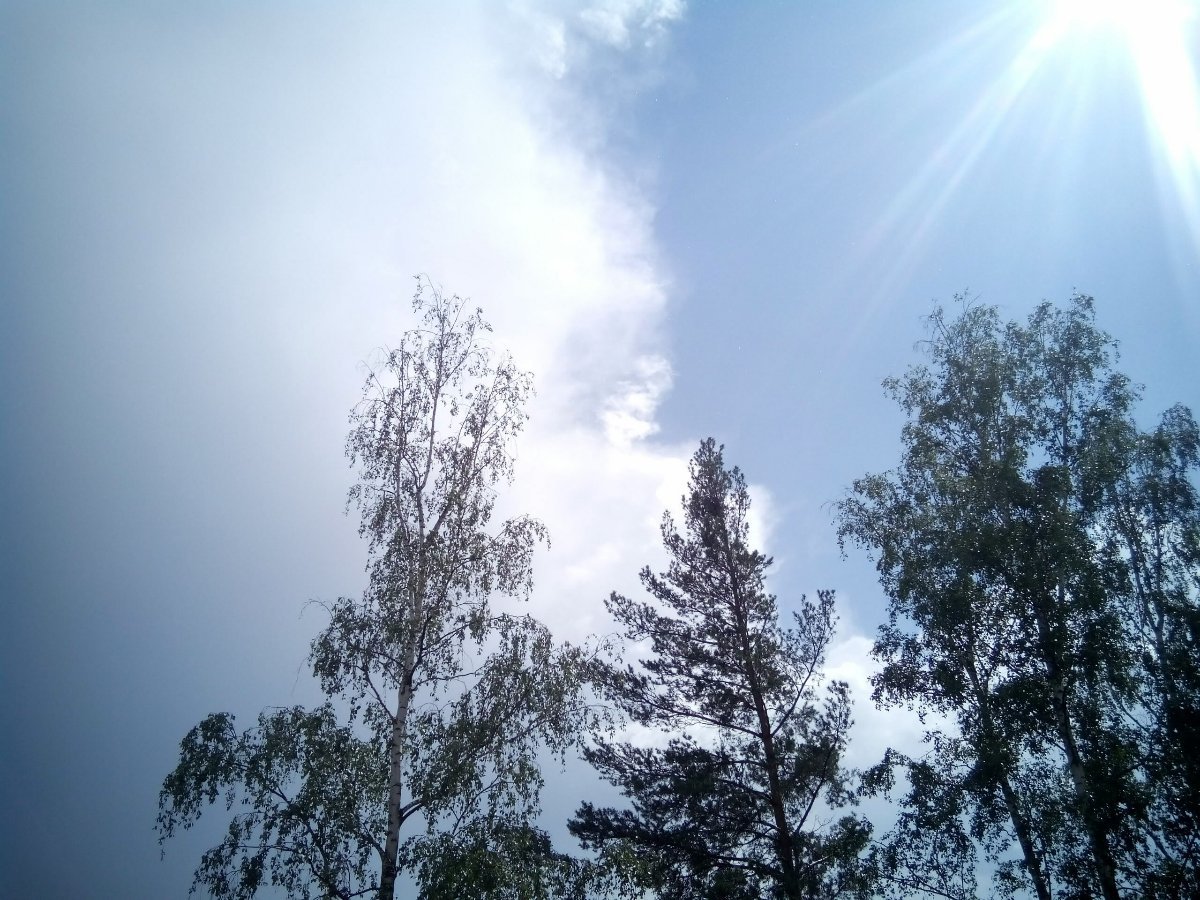 Borovina