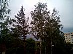 Borovina