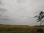 Plužná