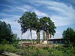 Borovina