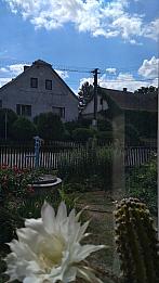 Třibřichy