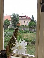 Třibřichy