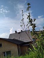 Skalité