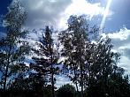 Borovina