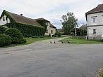 Třibřichy