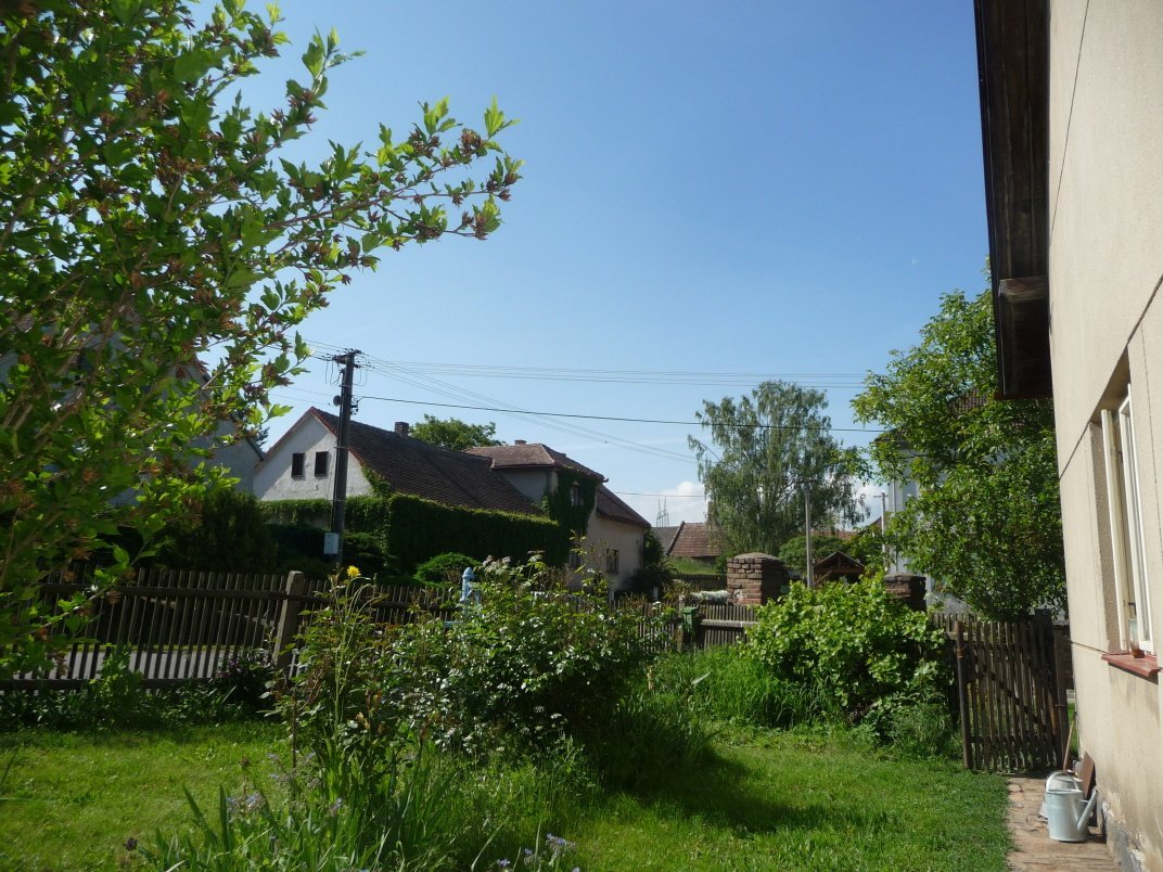 Třibřichy