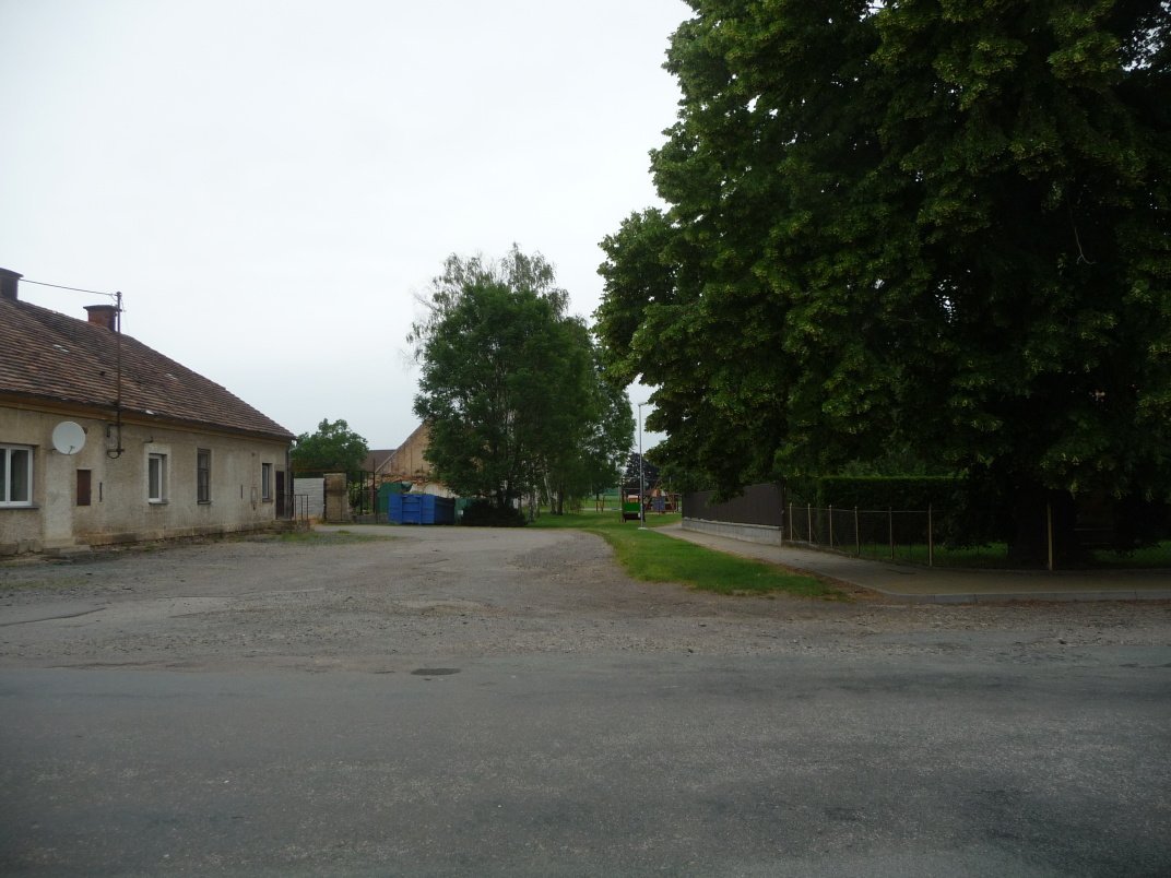 Třibřichy