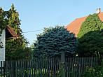 Třibřichy