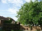 Třibřichy