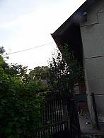 Třibřichy