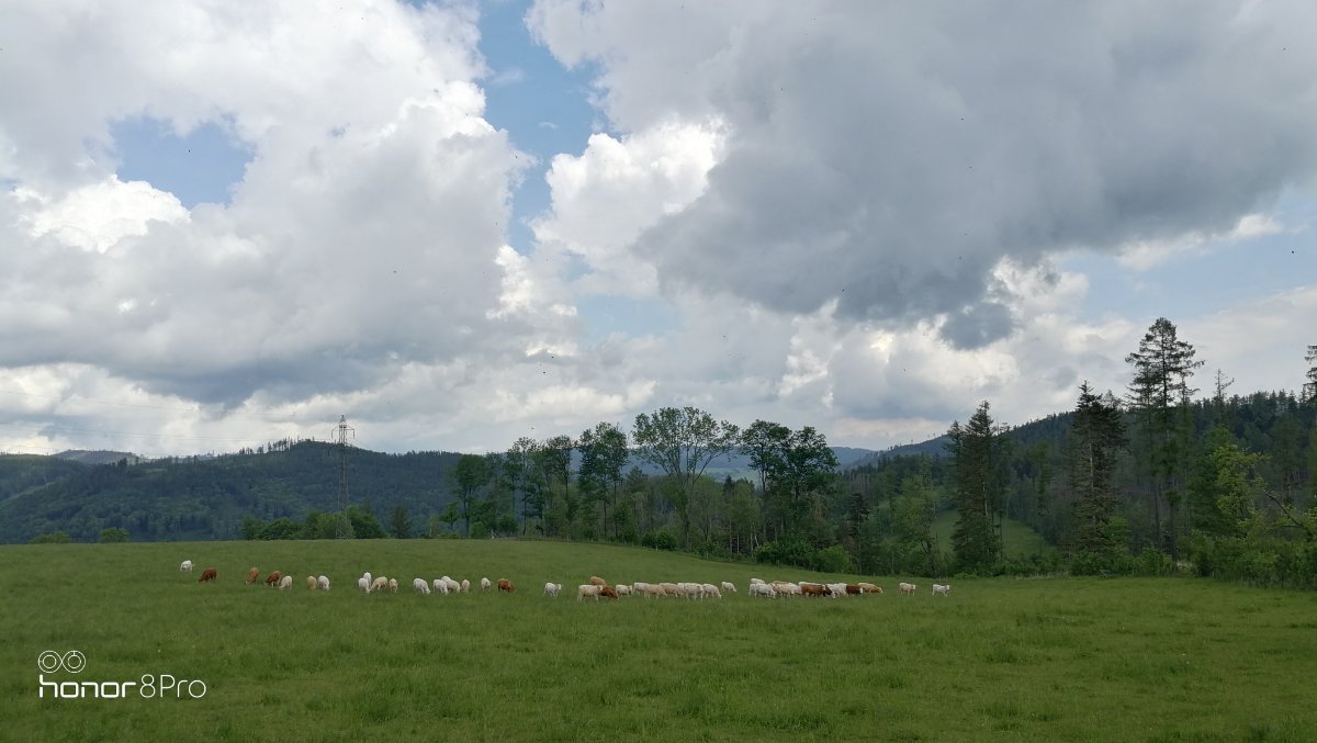 Holčovice