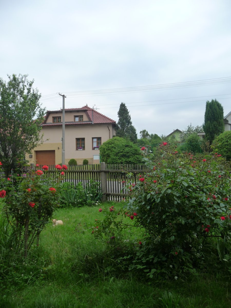 Třibřichy