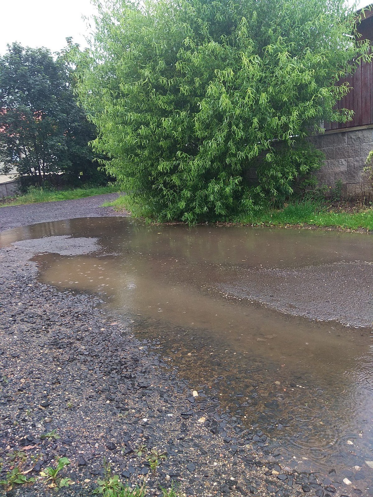 Lenešice