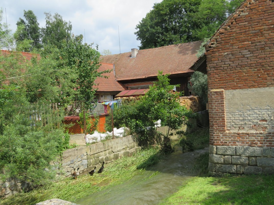 Třibřichy