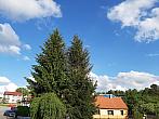 Olešná
