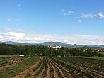 Český Těšín
