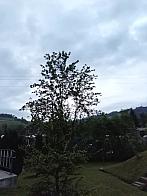 Skalité