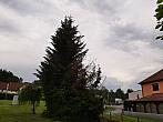 Olešná
