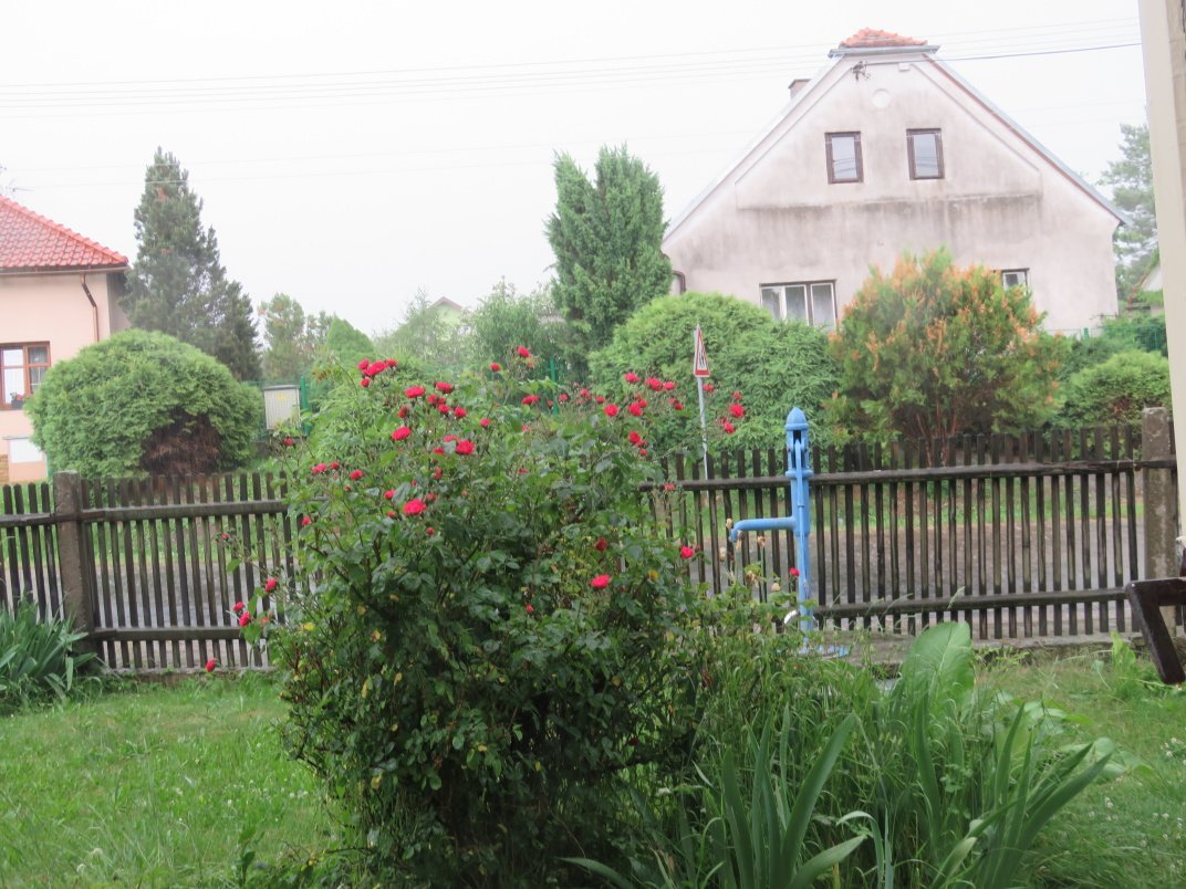 Třibřichy