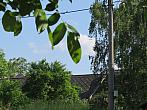 Třibřichy