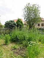 Třibřichy