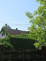 Třibřichy