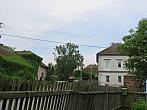Třibřichy